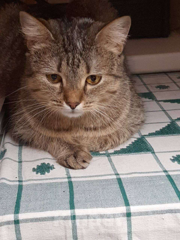 Кошки в Москве: Кошечке Марфе нужен дом Девочка, Бесплатно - фото 7