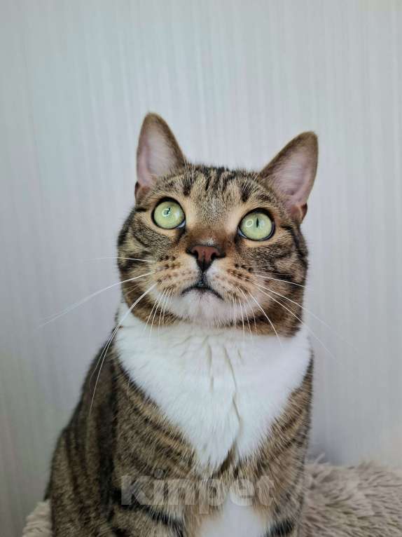 Кошки в Москве: Бруни будет на выставке-пристройстве в Москве Мальчик, Бесплатно - фото 1