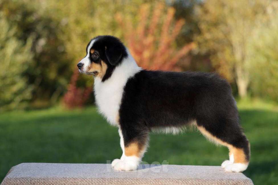 Собаки в Санкт-Петербурге: Австралийская овчарка, девочка черный триколор Девочка, 100 000 руб. - фото 7