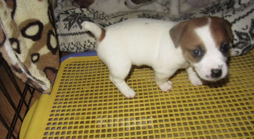 Собаки в Севастополе: Девочки и мальчики Девочка, 30 000 руб. - фото 3