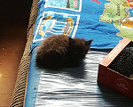 Кошки в Малмыже: Девочка Девочка, 1 500 руб. - фото 3