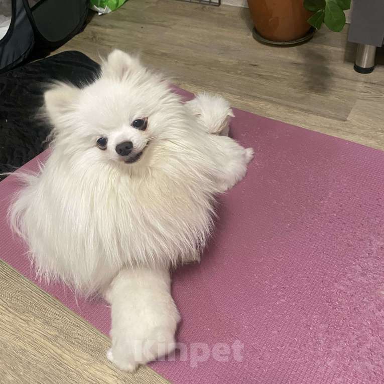 Собаки в Кемерово: Продажа щенков немецкого шпица Девочка, 50 000 руб. - фото 2