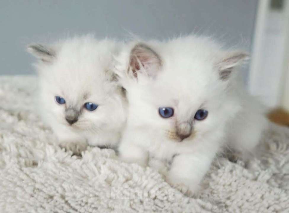 Кошки в Нижнем Новгороде: Рэгдолл чудо-девочки Девочка, 80 000 руб. - фото 2