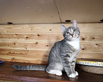 Кошки в Москве: Котенок в добрые руки Мальчик, Бесплатно - фото 5