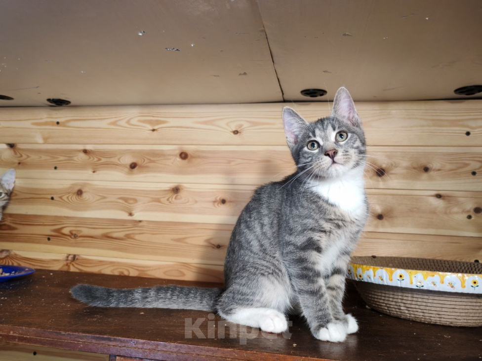 Кошки в Москве: Котенок в добрые руки Мальчик, Бесплатно - фото 5