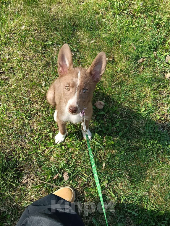 Собаки в Москве: Метис Лайки в добрые руки Девочка, Бесплатно - фото 4