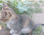 Кошки в Волгограде: Котенок  Девочка, Бесплатно - фото 2