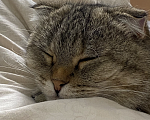 Кошки в Геленджике: Котенок в добрые руки Девочка, Бесплатно - фото 3