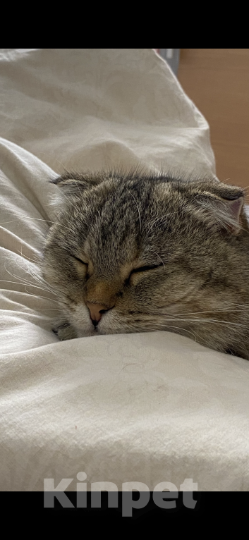 Кошки в Геленджике: Котенок в добрые руки Девочка, Бесплатно - фото 3