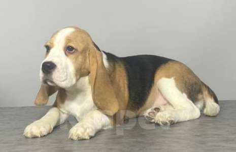 Собаки в Иркутске: Продам щенка породы "Бигль". Девочка, Бесплатно - фото 6