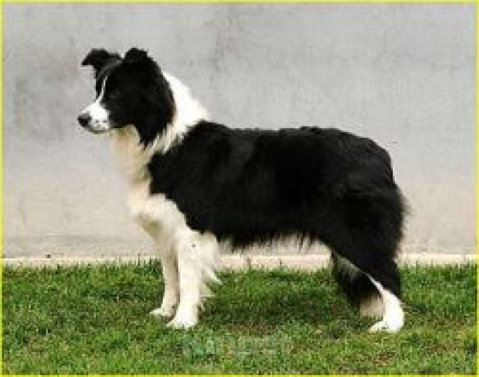 Собаки в Звенигороде: Бордер-колли в добрые руки Мальчик, Бесплатно - фото 1