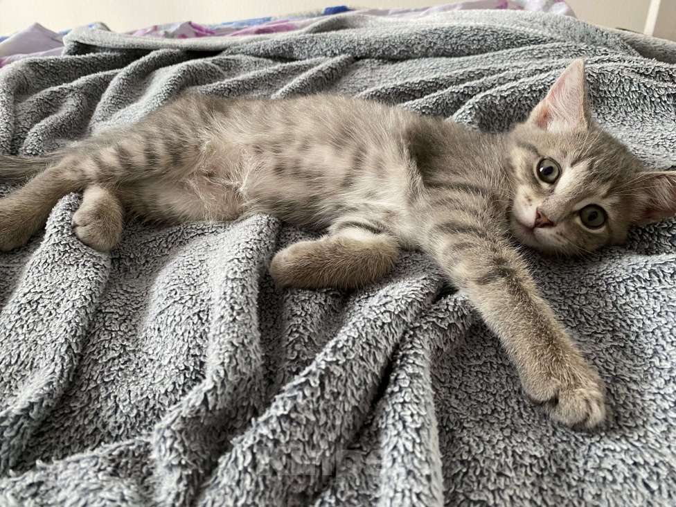 Кошки в Екатеринбурге: Срочно отдам кошечку Девочка, 1 руб. - фото 2