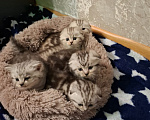 Кошки в Москве: Продаются кошечки и котики , мальчики и девочки Разнополые, 10 000 руб. - фото 6