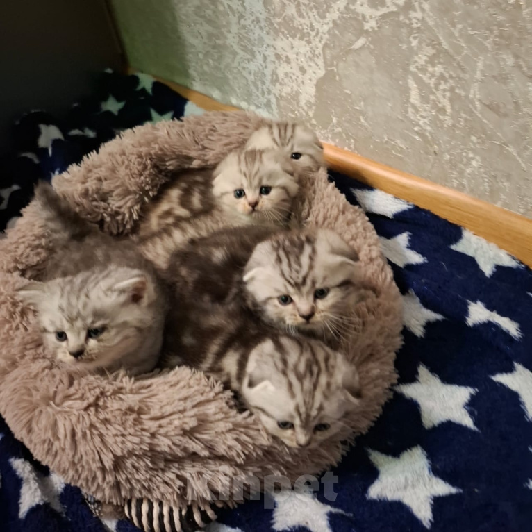 Кошки в Москве: Продаются кошечки и котики , мальчики и девочки Разнополые, 10 000 руб. - фото 6