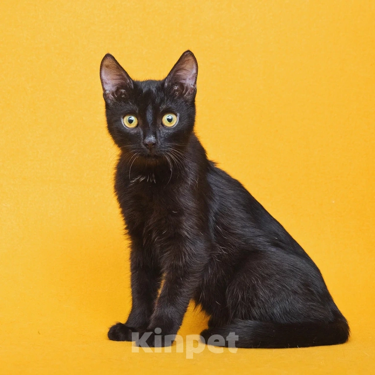 Кошки в Москве: Чудесный котенок ищет дом Мальчик, Бесплатно - фото 7