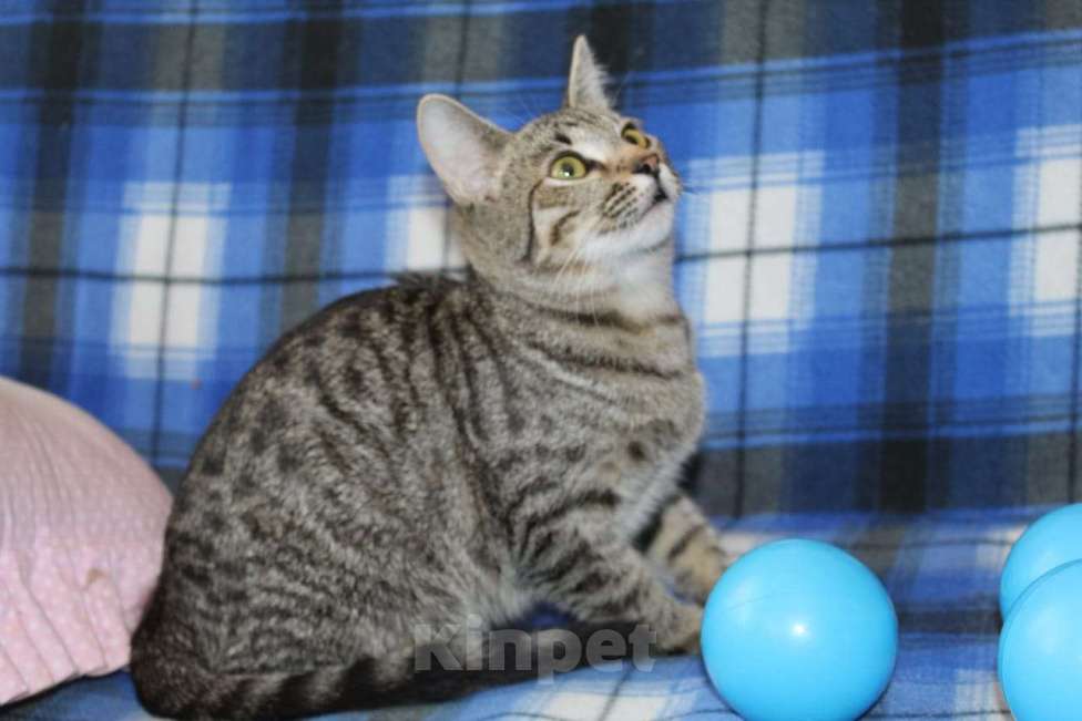 Кошки в Балашихе: котенок мега ласкушка Девочка, Бесплатно - фото 1