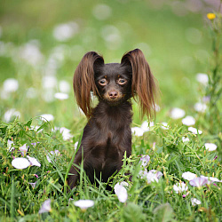 Русский той