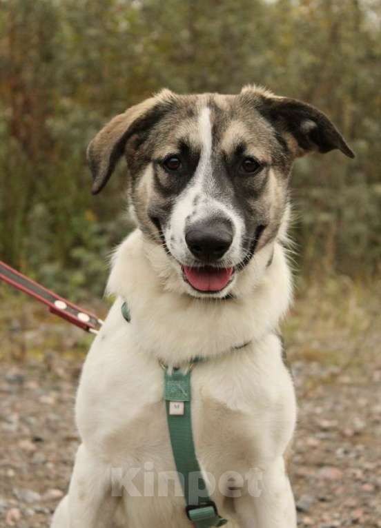 Собаки в Санкт-Петербурге: Белая леди - нежная, добрая собака-подросток Девочка, Бесплатно - фото 4