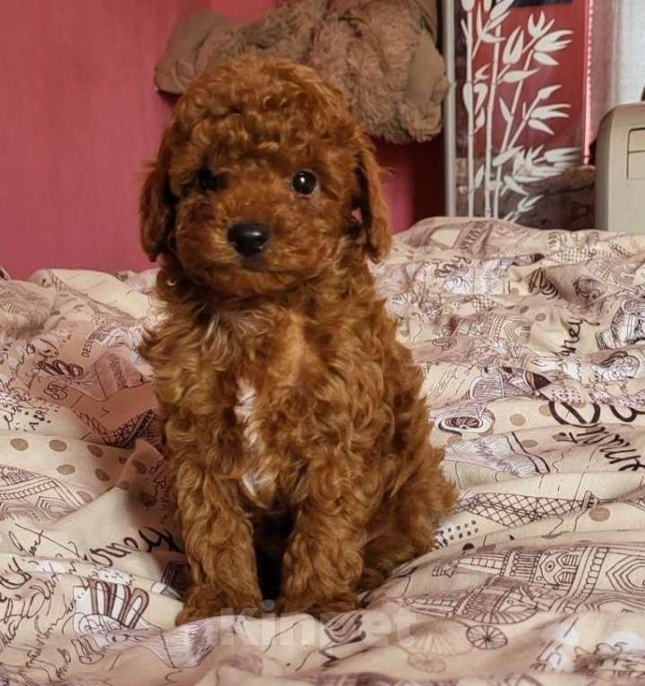 Собаки в Москве: Мальчик той пуделя Мальчик, 85 000 руб. - фото 3