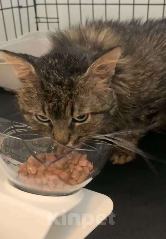 Кошки в Москве: Пушистый кот Мирон Мальчик, Бесплатно - фото 6