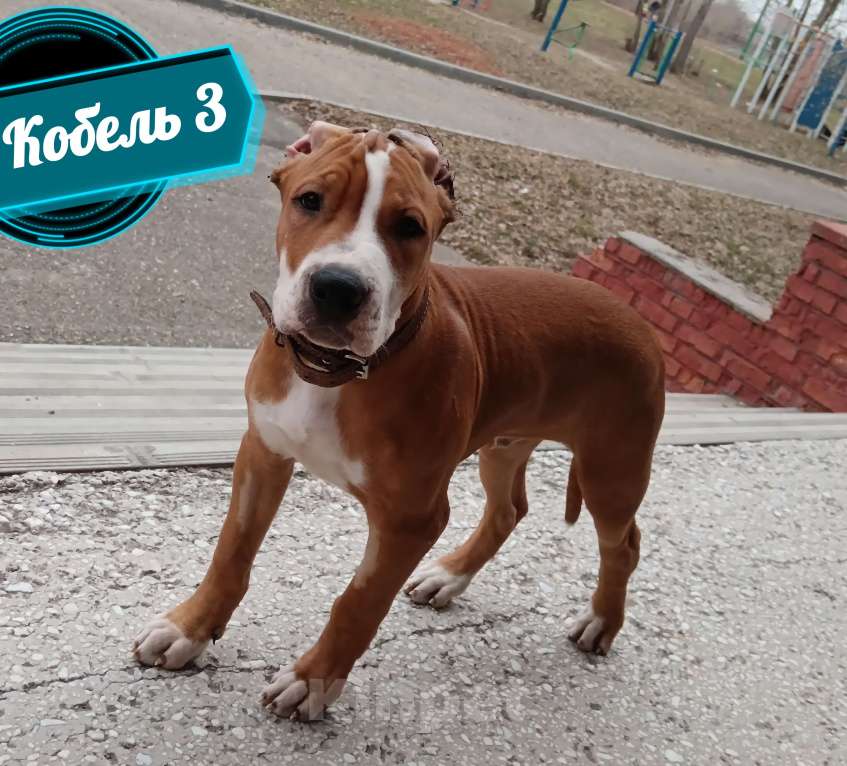 Собаки в Томске: Американский стафордширский терьер кобель  Мальчик, 40 000 руб. - фото 2