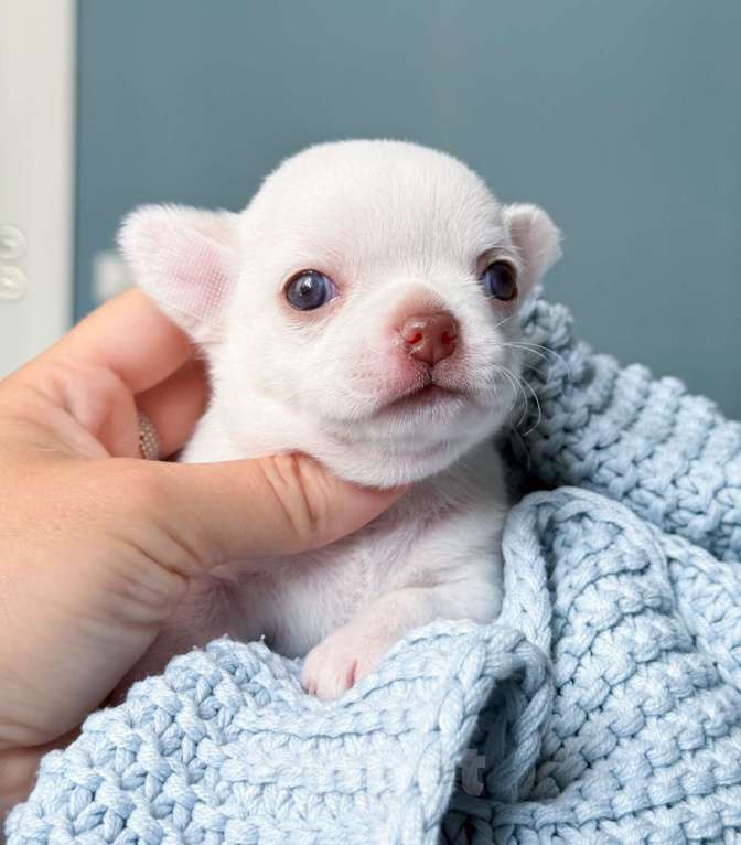 Собаки в Москве: Девочка белая чихуахуа  Девочка, 65 000 руб. - фото 3