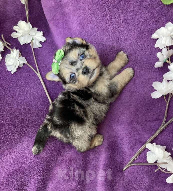 Собаки в Москве: Йорк с двумя синими глазами мальчик мерле Мальчик, 120 000 руб. - фото 7