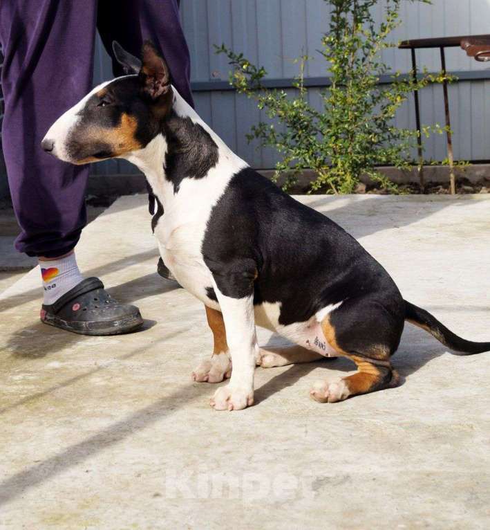 Собаки в других городах Краснодарского края: Щенки бультерьера  Девочка, 40 000 руб. - фото 3