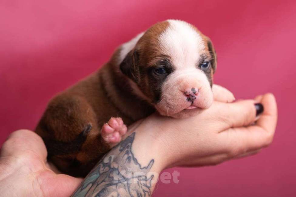 Собаки в Кореновске: Щенки АСТ РКФ Мальчик, Бесплатно - фото 8