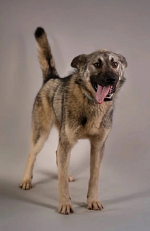 Милый волчонок Атари