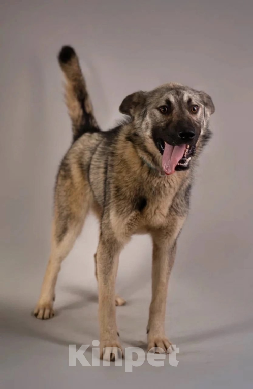 Собаки в других городах Ленинградской области: Милый волчонок Атари Мальчик, 100 руб. - фото 1