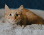 Кошки в Клине: Морис — добродушный рыжик, который принесёт в дом уют и радость Мальчик, Бесплатно - фото 1