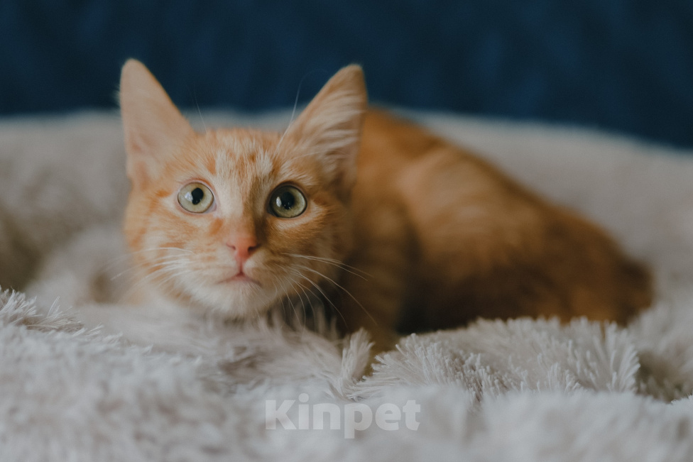 Кошки в Клине: Морис — добродушный рыжик, который принесёт в дом уют и радость Мальчик, Бесплатно - фото 1