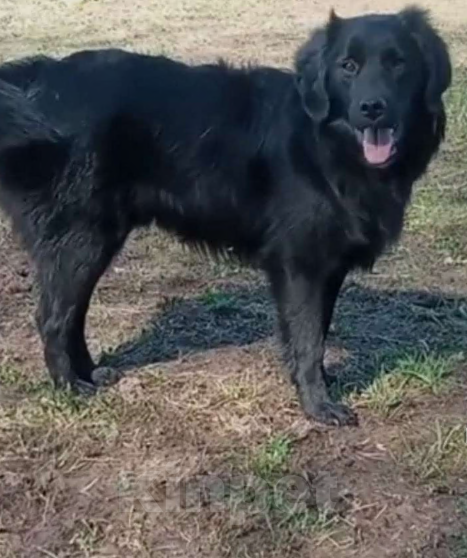 Собаки в Клине: Очаровательный пёс  Мальчик, Бесплатно - фото 2