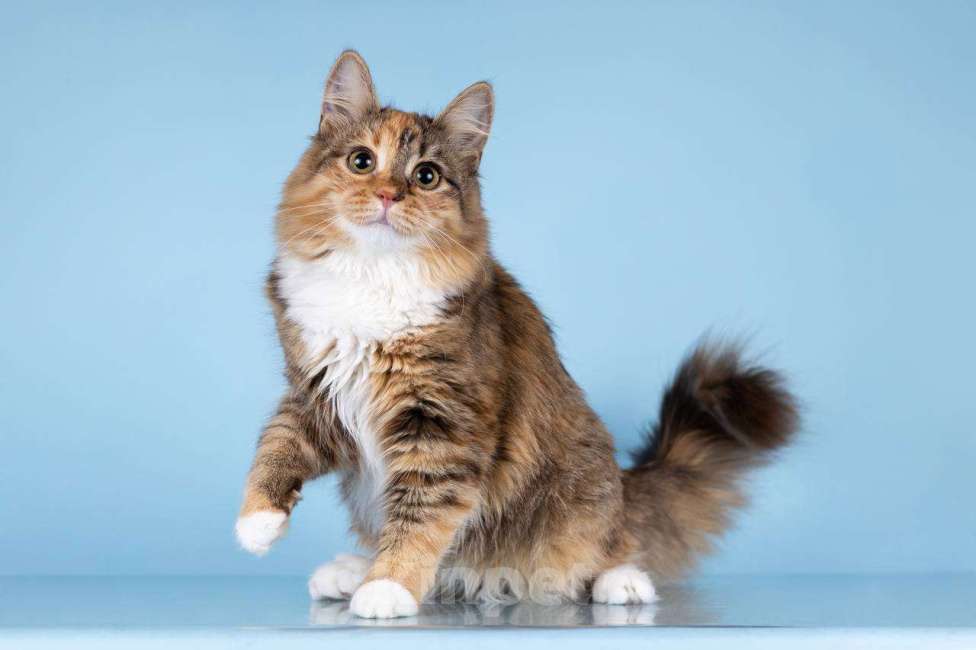 Кошки в Москве: Для котёнка-подростка Фионы ищем самые добрые руки.  Девочка, Бесплатно - фото 6