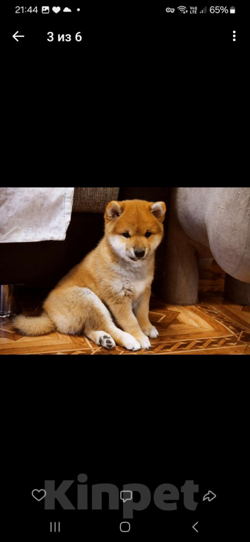 Собаки в Ярославле: Щенки сиба ину Мальчик, 50 000 руб. - фото 2