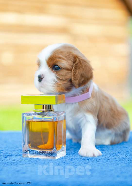 Собаки в Челябинске: Девочка от шикарных титулованных родителей Девочка, Бесплатно - фото 3