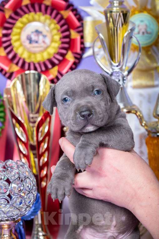 Собаки в Красноярске: Щенки американского питбультерьера Девочка, 45 000 руб. - фото 8