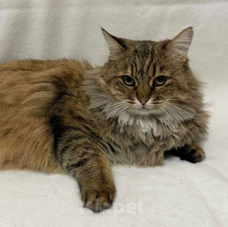 Кошки в Москве: Пушистая кошечка Совушка ищет дом Девочка, Бесплатно - фото 2