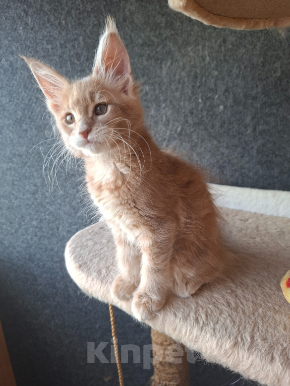 Кошки в Одинцово: Котёнок Мейн-кун Девочка, 30 000 руб. - фото 5