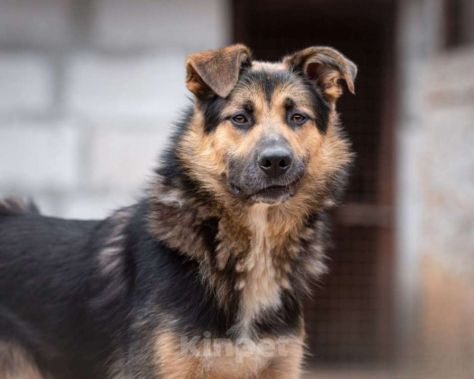 Собаки в Москве: Красавчик - красив не только внешне Мальчик, Бесплатно - фото 2