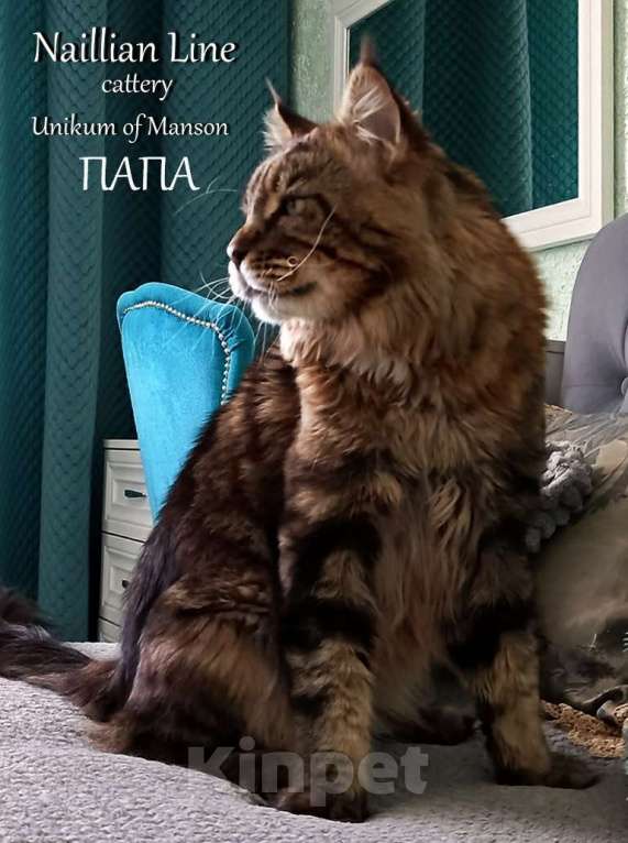 Кошки в Санкт-Петербурге: Мальчик мейн кун в серебряном окрасе Мальчик, 50 000 руб. - фото 6