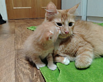 Кошки в Калининграде: Котята Разнополые, Бесплатно - фото 10