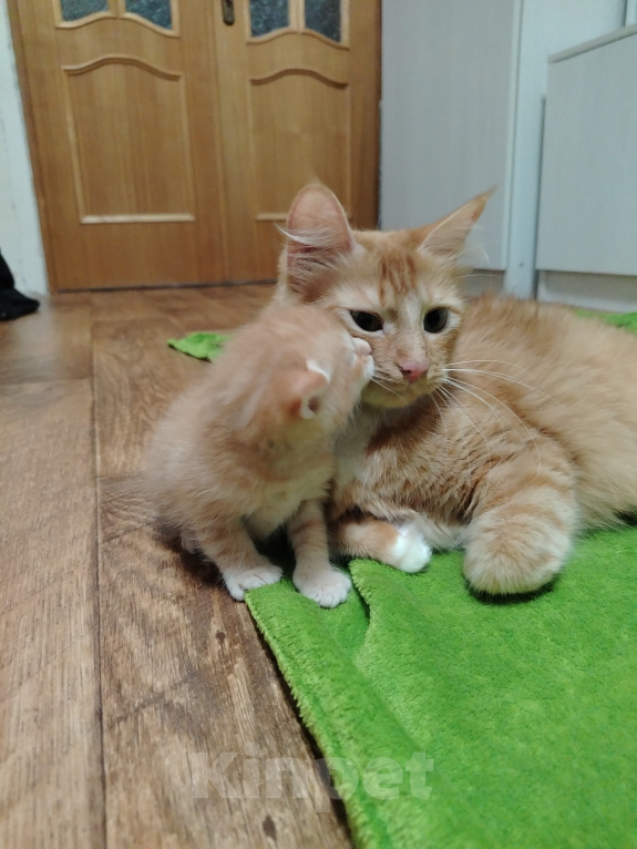 Кошки в Калининграде: Котята Разнополые, Бесплатно - фото 10