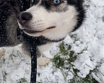 Собаки в Санкт-Петербурге: Хаски щенок Девочка, 10 000 руб. - фото 2