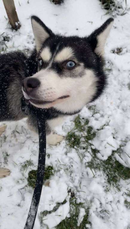 Собаки в Санкт-Петербурге: Хаски щенок Девочка, 10 000 руб. - фото 2