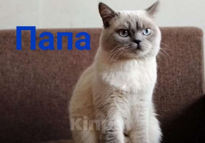 Кошки в Краснодаре: Британский серый котенок Девочка, 3 000 руб. - фото 1