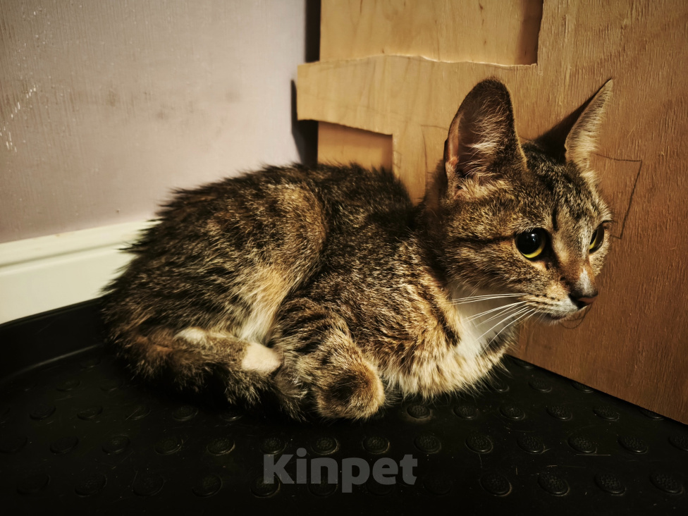 Кошки в Санкт-Петербурге: Маленькая кошечка в добрые руки Девочка, Бесплатно - фото 2