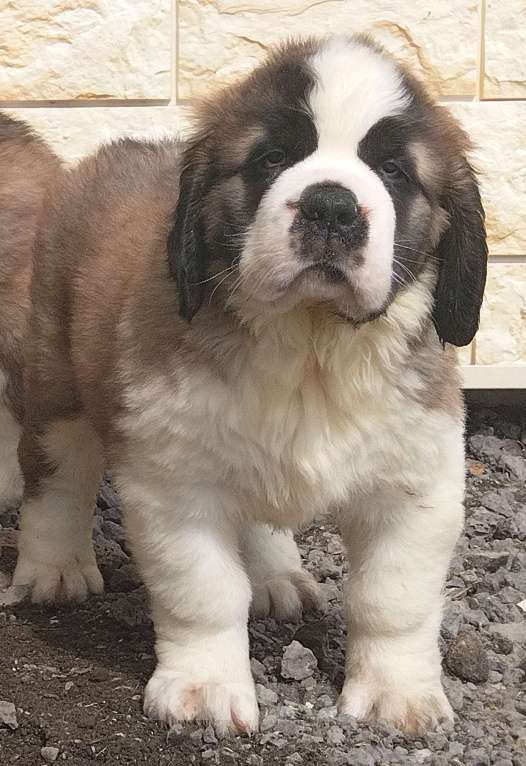 Собаки в Екатеринбурге: Сенбернары Фаворит Гиант Девочка, 80 000 руб. - фото 4