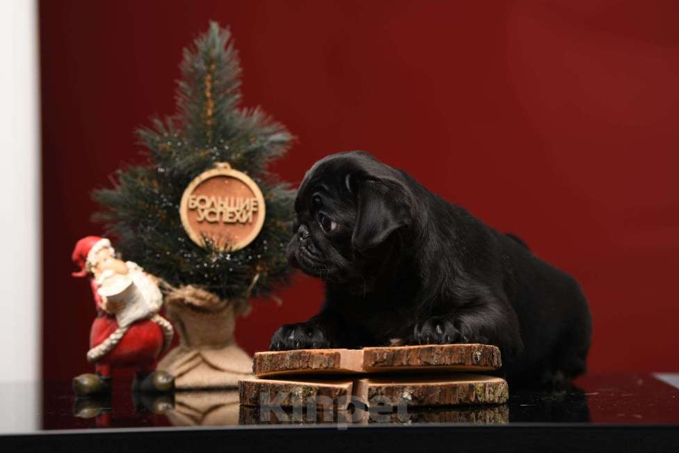 Собаки в Брянске: Питомник Академи оф Лайф предлагает красивых щенков мопса от титулованной родительской пары Мальчик, 65 000 руб. - фото 2